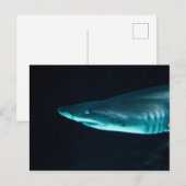 Ein Hai Postkarte (Vorne/Hinten)