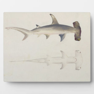 Ein Hammer-Hai, Loheia, früher als Hammer-Shark be Fotoplatte