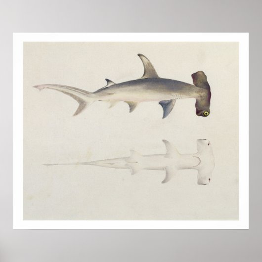 Ein Hammer-Hai, Loheia, früher als Hammer-Shark be Poster (Vorne)