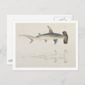 Ein Hammer-Hai, Loheia, früher als Hammer-Shark be Postkarte (Vorne/Hinten)