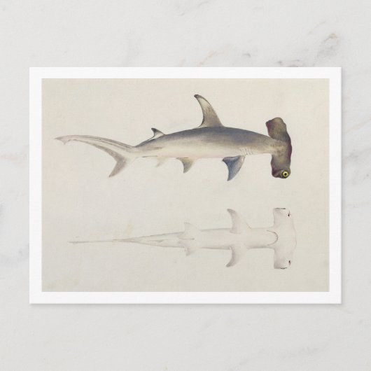 Ein Hammer-Hai, Loheia, früher als Hammer-Shark be Postkarte (Vorderseite)