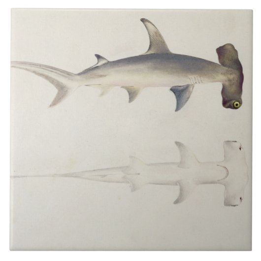 Ein Hammer-köpfiger Haifisch, Loheia, früher Fliese (Vorderseite)