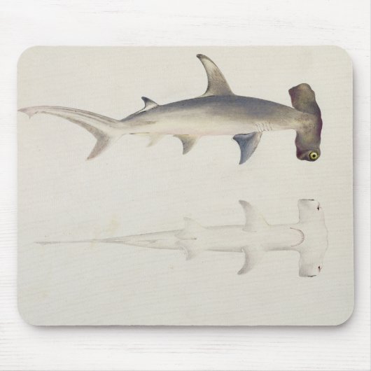 Ein Hammer-köpfiger Haifisch, Loheia, früher Mousepad (Vorne)