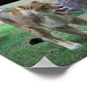 Ein Hauch der Wildnis Poster (Ecke)