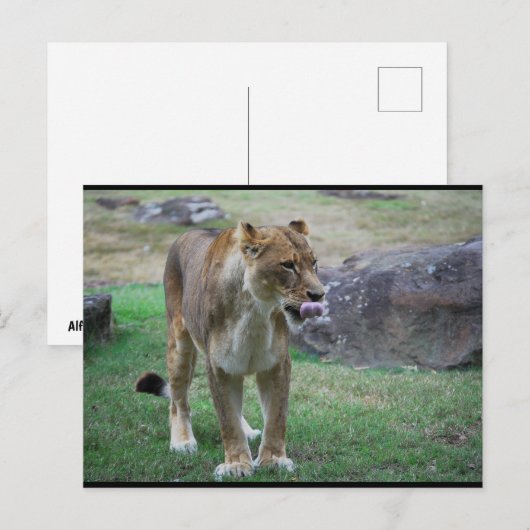 Ein Hauch der Wildnis Postkarte (Vorne/Hinten)