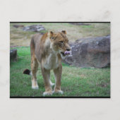 Ein Hauch der Wildnis Postkarte (Vorderseite)