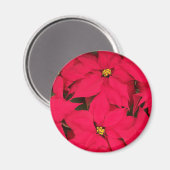 Ein Haufen farbenfroher Weihnachtspoinsettias Magnet (Vorderseite/Rückseite)