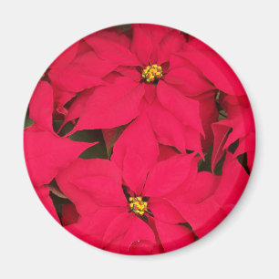 Ein Haufen farbenfroher Weihnachtspoinsettias Magnet