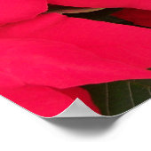 Ein Haufen farbenfroher Weihnachtspoinsettias Poster (Ecke)