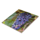 Ein Haufen Pinot Noir Trauben in einer Chambertin Fliese (Seite)