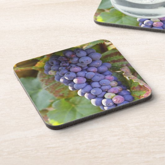 Ein Haufen Pinot Noir Trauben in einer Chambertin Untersetzer (Linke Seite)