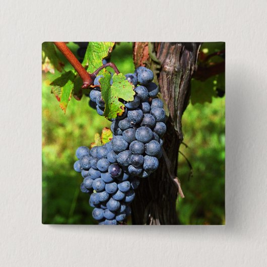 Ein Haufen Traubenreste auf einem Weinstock mit Button (Vorderseite)