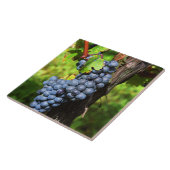 Ein Haufen Traubenreste auf einem Weinstock mit Fliese (Seite)