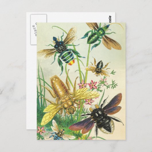 Ein Haufen wunderschöner Bienen Postkarten (Vorne/Hinten)