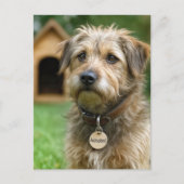 Ein Haustier adoptieren Postkarte (Vorderseite)