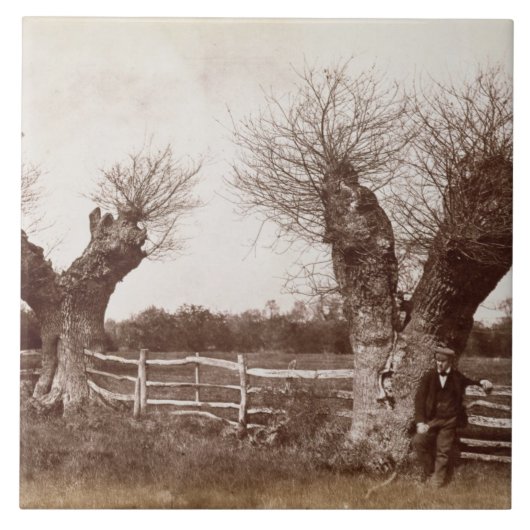 Ein hedgerow-Baum, 1852 (Albumendruck) Fliese (Vorderseite)