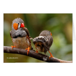 Ein heikles Paar Zebra Finches