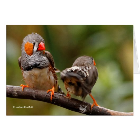 Ein heikles Paar Zebra Finches (Vorderseite (Horizontal))