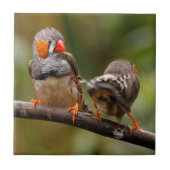 Ein heikles Paar Zebra Finches Fliese (Vorderseite)