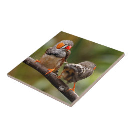 Ein heikles Paar Zebra Finches Fliese