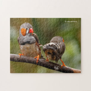 Ein heikles Paar Zebra Finches Puzzle