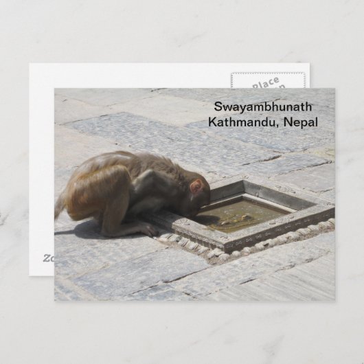 Ein heißer Drink in Swayambhunath Postkarte (Vorne/Hinten)