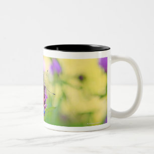 Ein hell farbiger Pfauschmetterling ist Zweifarbige Tasse