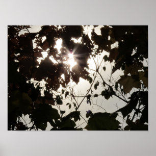 Ein heller Fleck in einem dunklen Wald Poster