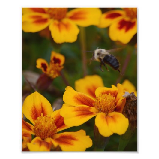 Ein Herbstnachmittag im Garten. Fotodruck (Vorne)