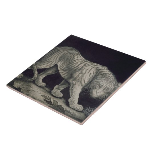 Ein herumstreichender Tiger (Bleistift auf Papier) Fliese (Seite)