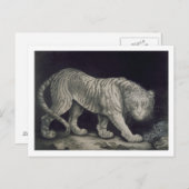 Ein herumstreichender Tiger (Bleistift auf Papier) Postkarte (Vorne/Hinten)