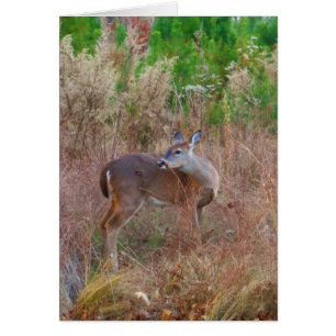 Ein Hirsch im großen Gras