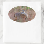 Ein Hirsch im großen Gras Ovaler Aufkleber (Tasche)