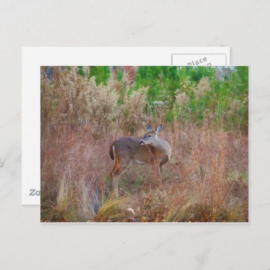 Ein Hirsch im großen Gras Postkarte (Vorne/Hinten)
