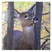 Ein Hirsch im Wald Fliese (Vorderseite)