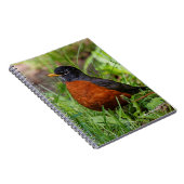 Ein hoffnungsvoller amerikanischer Robin Notizblock (Rechte Seite)