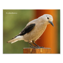 Ein hoffnungsvoller Clarks Nutcracker