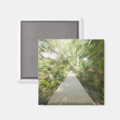 Ein hölzerner Weg durch den Regenwald in einem zer Magnet (Vorderseite/Rückseite)