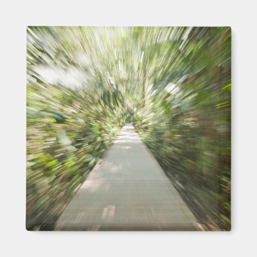 Ein hölzerner Weg durch den Regenwald in einem zer Magnet (Vorne)