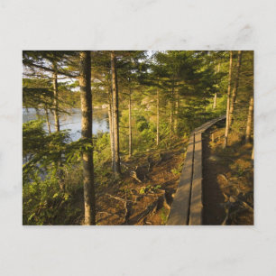 Ein Holzsteg im Acadia National Park Maine Postkarte