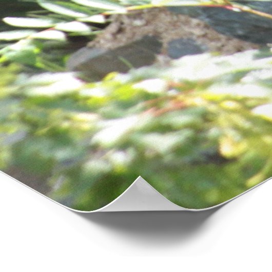 Ein Holzwolf in der Erholung. Poster (Ecke)