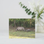 Ein Hornhaut-Nashorn Chitwan Nationalpark Nepal Postkarte (Stehend Vorderseite)