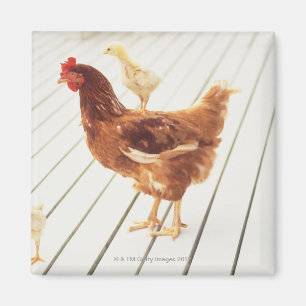 Ein Huhn und zwei Küken auf einem hölzernen Bode Magnet