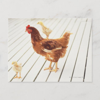 Ein Hühnchen und zwei Hühner auf einem Holzfußbode Postkarte