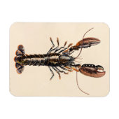 Ein Hummer aus Solva Magnet (Horizontal)