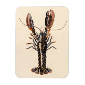 Ein Hummer aus Solva Magnet (Vertikal)