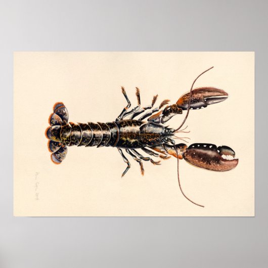 Ein Hummer aus Solva Poster (Vorne)