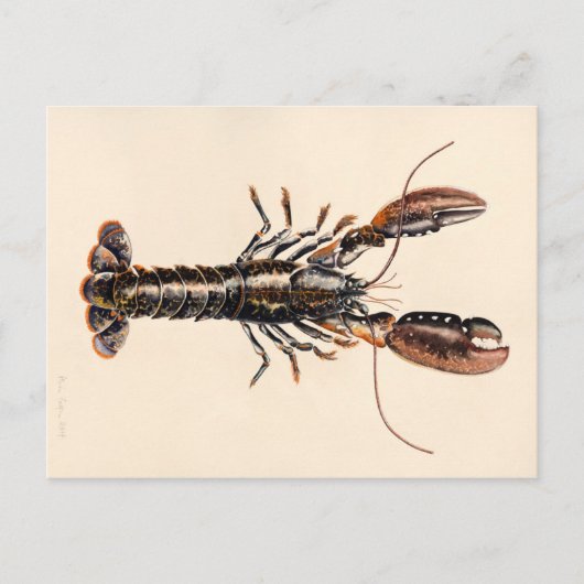 Ein Hummer aus Solva Postkarte (Vorderseite)