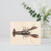 Ein Hummer aus Solva Postkarte (Stehend Vorderseite)