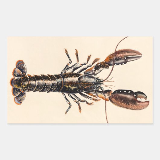 Ein Hummer aus Solva Rechteckiger Aufkleber (Vorderseite)